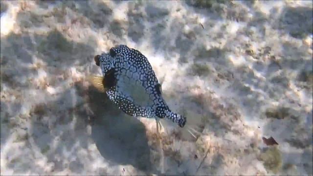 Smooth TrunkfIsh смотреть онлайн