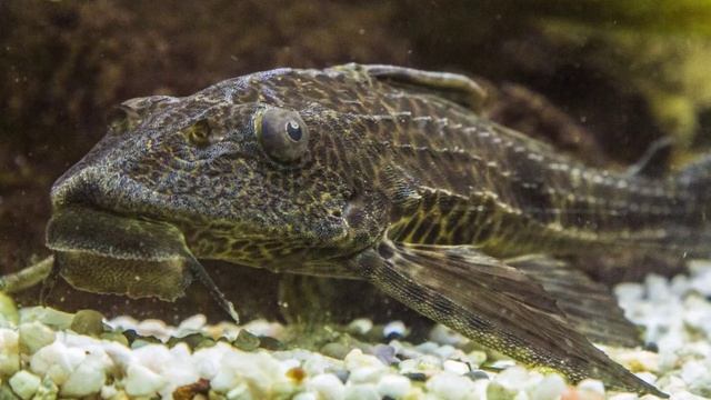 15 Fin-tastic Facts About The Wels Catfish For Kids