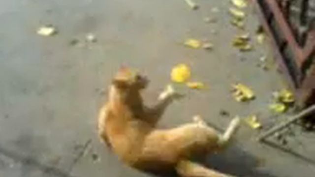 кот готовится к полету в космос смотреть онлайн