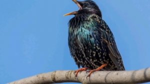 Всё о птицах " Обыкновенный скворец"