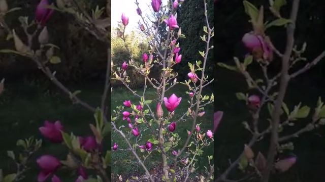 не ХУТОР в прямом эфире! ЗАТМЕНИЕ МАГНОЛИЯ ЦВЕТЁТ и ПАХНЕТ смотреть онлайн