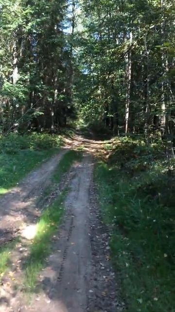 Прогулка в лесу / Добрянка Пермский край / Природа Урала