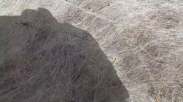 20. Растим Большую Тыкву! Низкие температуры ночью. смотреть онлайн