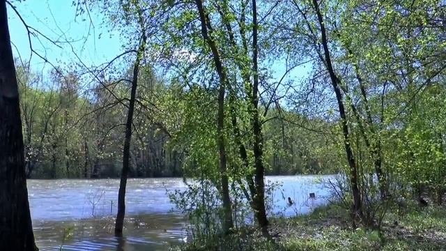 Бөдрә таллар.....Фәнил Вакказов