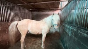 Будни Фермера/ Провел весь день на хозяйстве с нашими лошадьми/ Табунное разведение лошадей