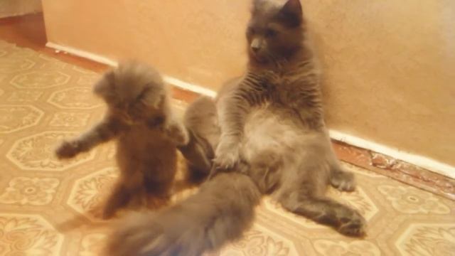 Марс присматривает за детками