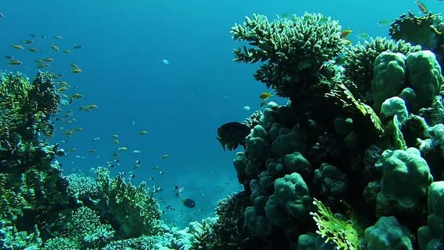 Marsa Shagra, House Reef North смотреть онлайн