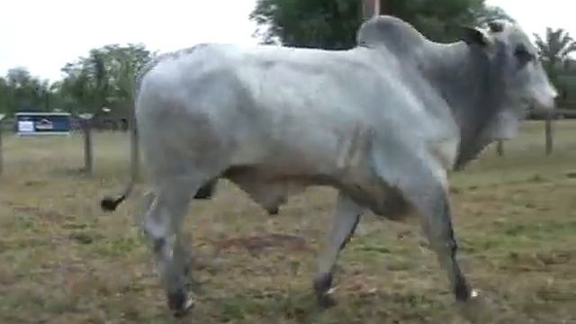 LOTE 102  - 9º LEILÃO GRUPO COMETA/CÁCERES-MT 11/10/15