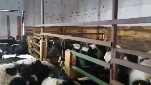 Телята вес 160кг и выше а возраст телят от 5 месяцев и старше. Продажа телят КРС смотреть онлайн