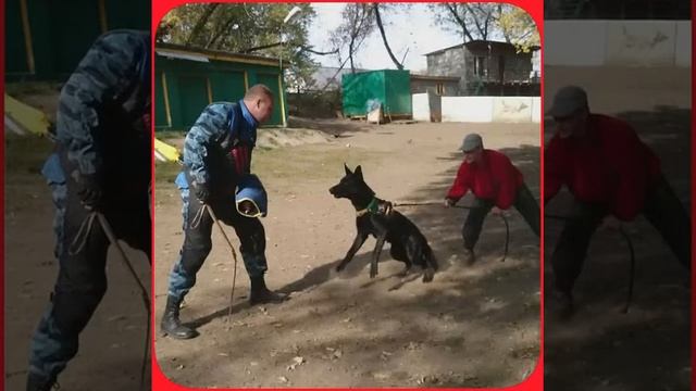 2подход,после 2,5м.перерыва.Шаман.👹 8мес. смотреть онлайн