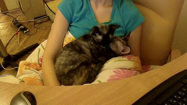 Котики для Зореслава смотреть онлайн