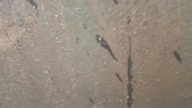 ст.Моники. 34 кольца, воды не было, мы нашли и дали клиенту воду. podkapaev. ru смотреть онлайн