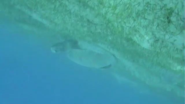 Marsa Alam Dabu Dabbab September 2010 (2/3)