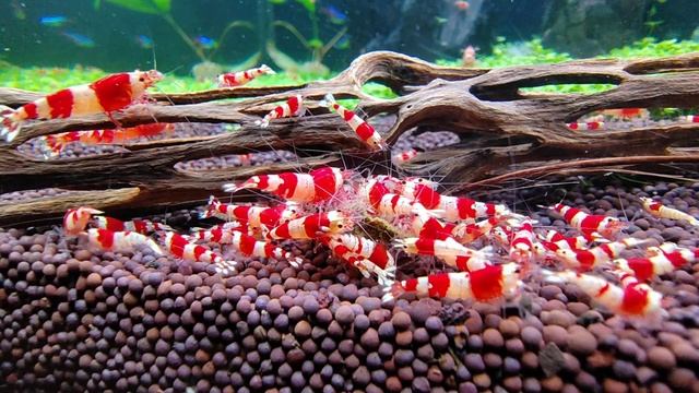 #shrimp #aquarium #crystal