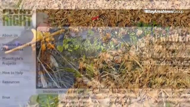 Keeping ornamental invasive plants off store shelves and out of gardens and open spaces. #ourgarden смотреть онлайн