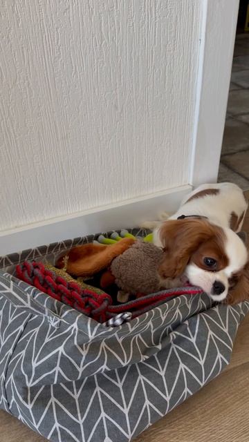 Хозяин плюшевой горы 🐶 смотреть онлайн