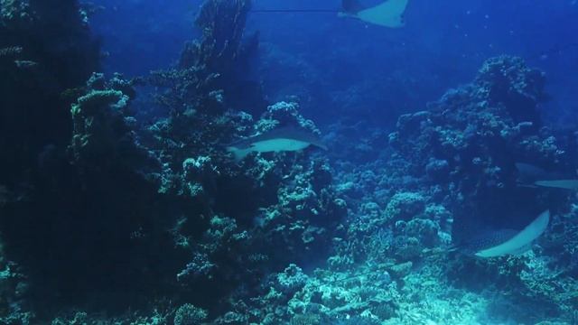 They Fly .../Они летят ...