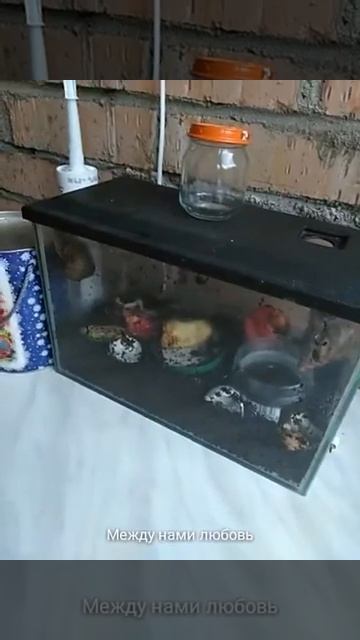 Мои животные ))) смотреть онлайн