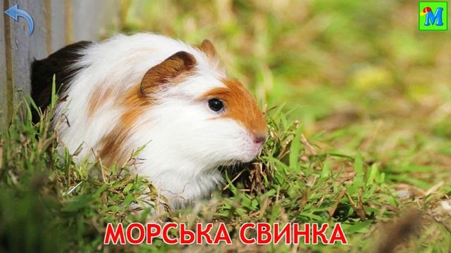 Домашнi тварини 🐱  Картки Домана / Українська мова