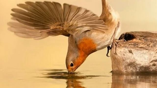 vídeos flores hermosas смотреть онлайн