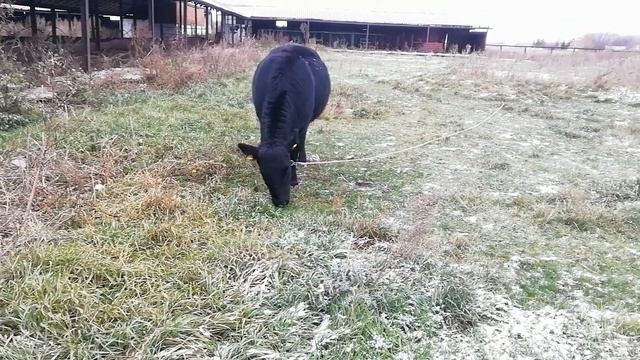 🔴ВСЯ ПРАВДА О КРС, КРУГЛОГОДИЧНЫЙ ВЫПАС. МЯСНОГО СКОТА. смотреть онлайн