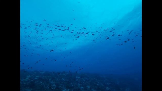 French Polynesia Diving 2020 смотреть онлайн