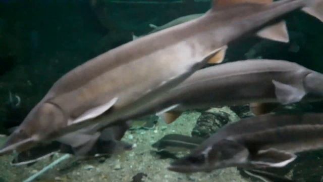 #рыба #аквариум #музыка ❤ смотреть онлайн