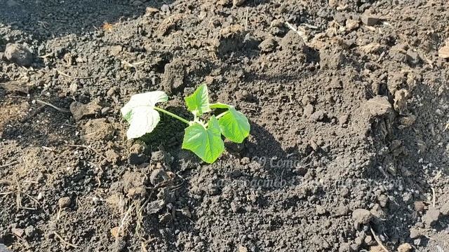 1 Ложка в Лунку под ОГУРЦЫ и даже дохлые огурцы вмиг пойдут в рост и заплодоносят смотреть онлайн