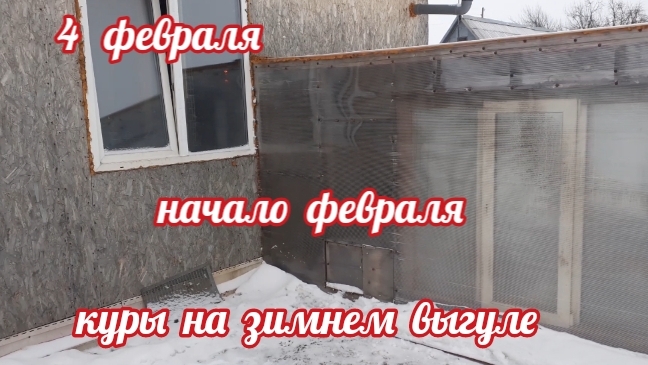 Начало февраля. Куры на зимнем выгуле... смотреть онлайн