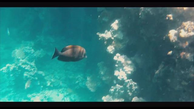 Wake up in Marsa Alam смотреть онлайн