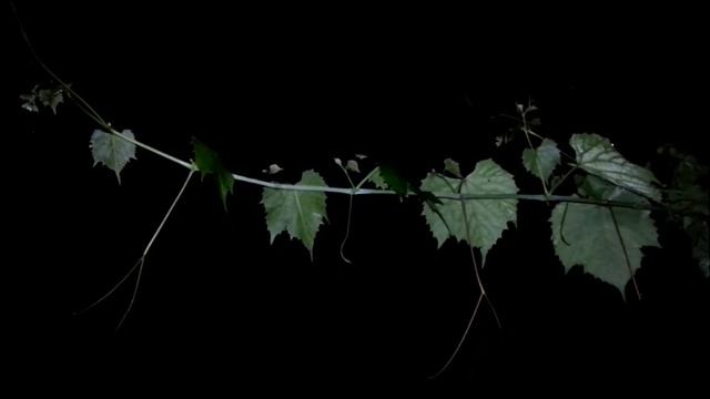 Виноград в ночи