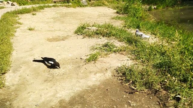 Местная флора и фауна. смотреть онлайн
