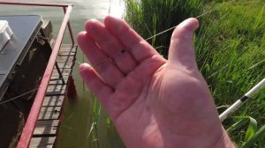 НА ПЛАТНИК ЗА ТОЛСТОЛОБОМ #толстолобик #fishing #рыбалка #fish #vizard #рекомендации