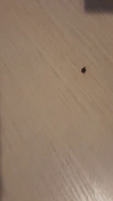 Божья коровка дома в Новолуние 13.11.2023 #увизави смотреть онлайн