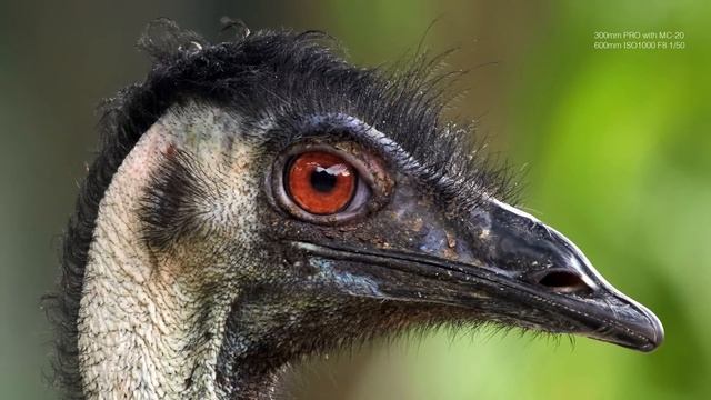 Olympus MC-20 2X Teleconverter Lens Review