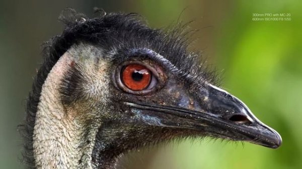 Olympus MC-20 2X Teleconverter Lens Review