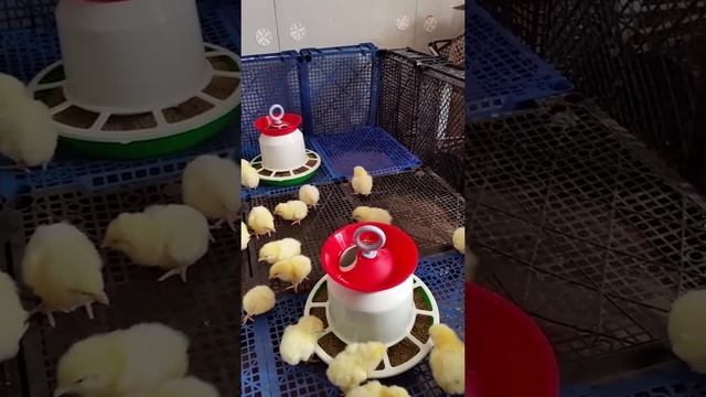 Цыплята бройлеры кросса КОББ-500. Возраст - 1 сутки. смотреть онлайн