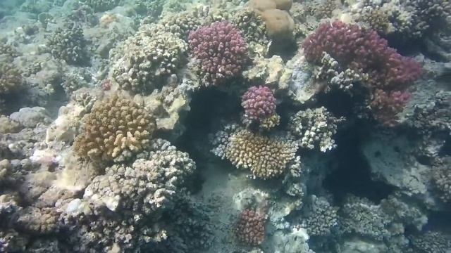 Egipt / Marsa Alam / Port Ghalib / Coral reef / Rafa koralowa смотреть онлайн