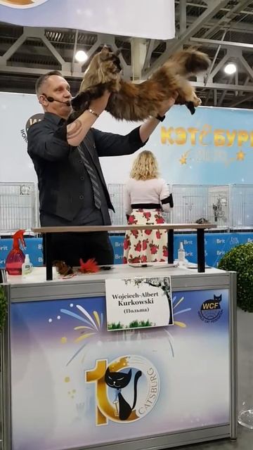 Alfa Mos Lakshestar кошка Мейн кун 9 месяцев. смотреть онлайн