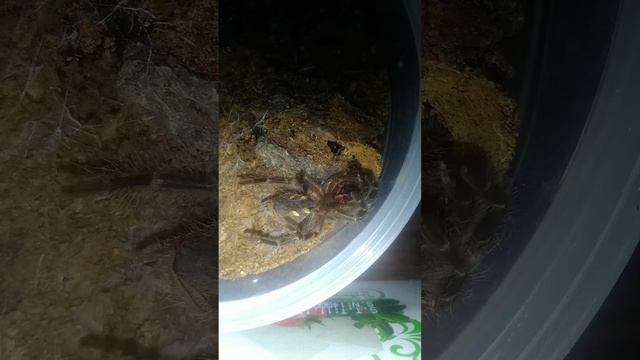 Grammostola Pulchripes kabuk atma :) смотреть онлайн