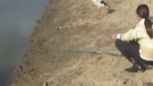 Аист угощается рыбкой смотреть онлайн