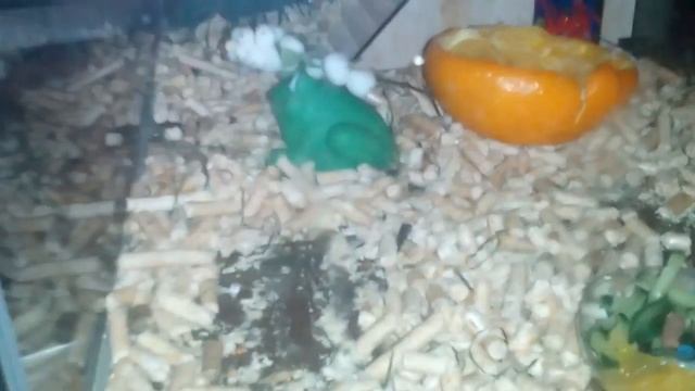 Жизнь мыши смотреть онлайн