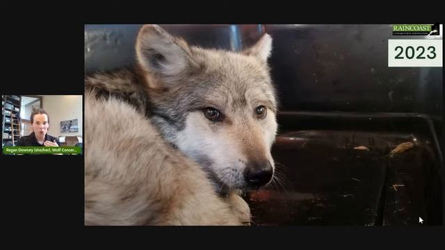 Wolf School 3: Exploring the ethics of captivity for conservation смотреть онлайн