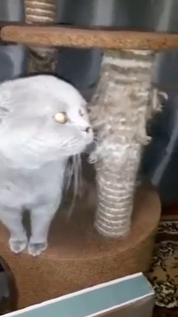 Кот охраняет своих котят пока Мама Кошка кушает и орет караул караул хаха 🤣 смотреть онлайн