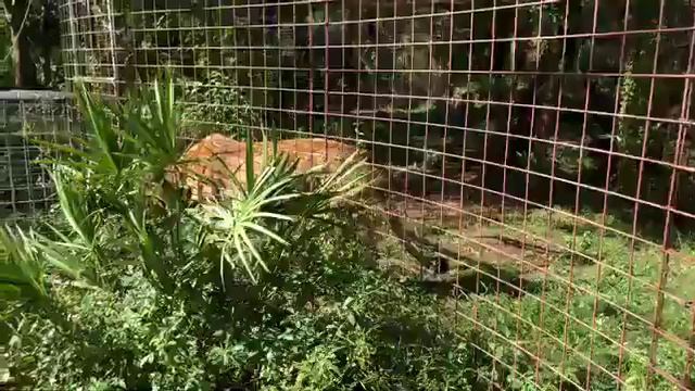 It’s Nikita Lioness Pumpkin time! смотреть онлайн