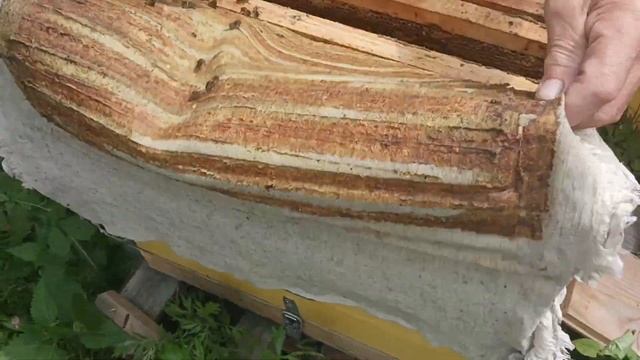 Как узнать когда ставить магазин для медозбора на улей?