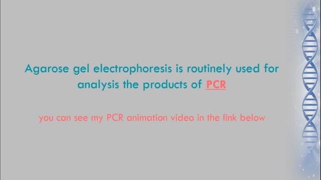Agarose Gel Electrophoresis Animation смотреть онлайн