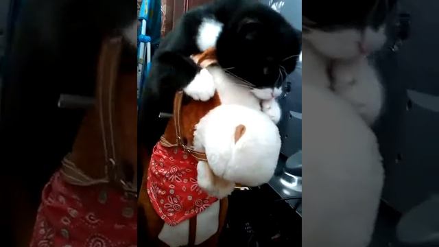 кот катается верхом смотреть онлайн