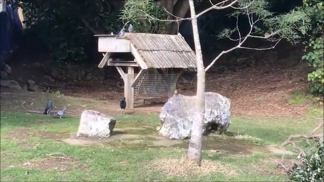 Wallaby family and a Emu bird from Australia смотреть онлайн