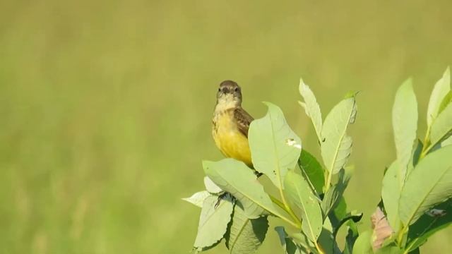 Жёлтая трясогузка смотреть онлайн